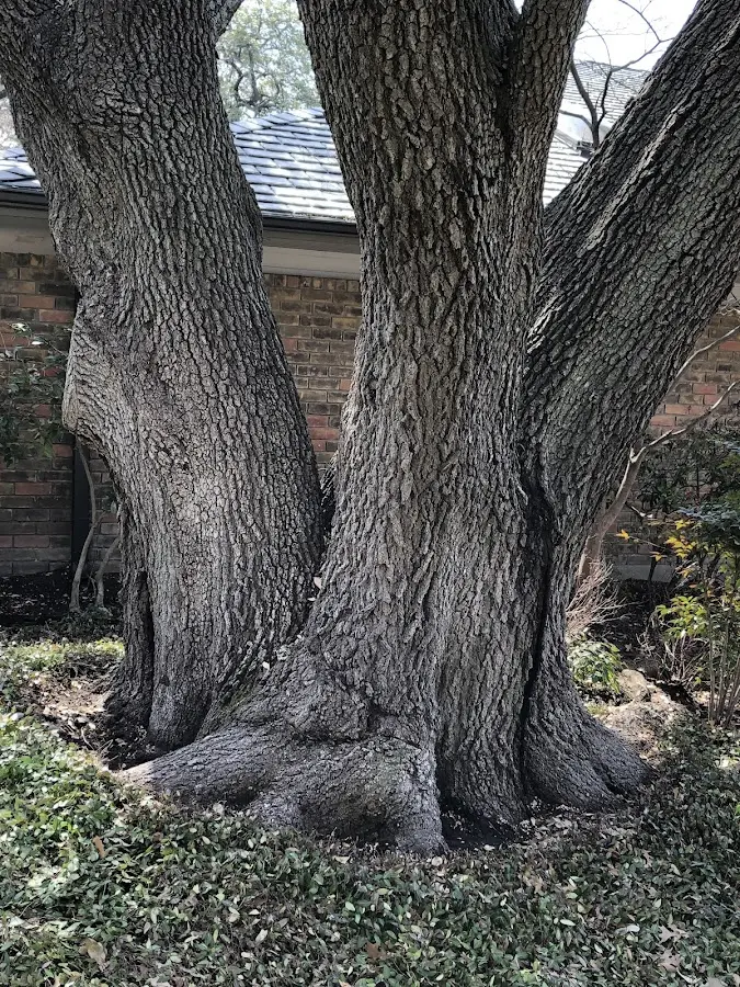 Mature heritage tree close to a Kettle Island property cared for by certified arborists